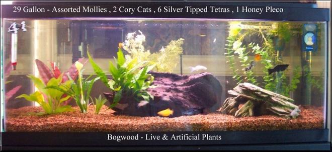 freshwater fish tank (mostly fish and non-living decorations) - I have 6 tanks going presently. This is just one of them.