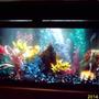 freshwater fish tank (mostly fish and non-living decorations)