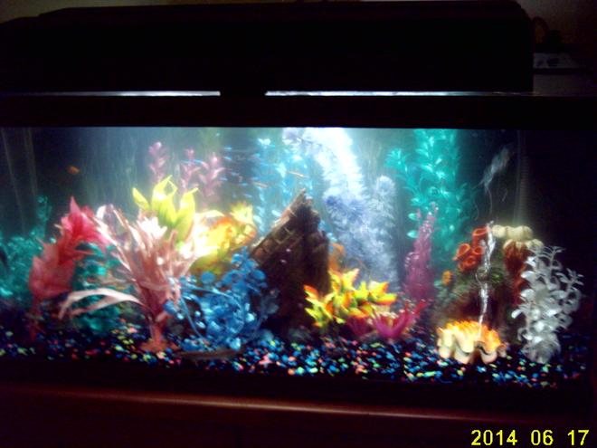 freshwater fish tank (mostly fish and non-living decorations)