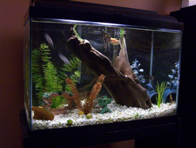 freshwater fish tank (mostly fish and non-living decorations) - 20 gallon:  two each angels, golden gourami, clown loach, cardinal tetra, lyre tailed mollies