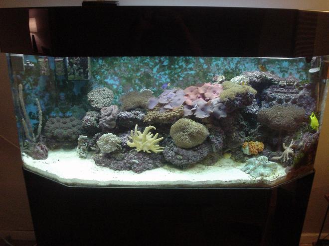 65 gallons reef tank (mostly live coral and fish) - 2-year old. 65 gallon reef tank. Soft corals - mushroom corals, leathers, and polyps123.
