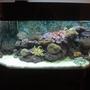 65 gallons reef tank (mostly live coral and fish) - 2-year old. 65 gallon reef tank. Soft corals - mushroom corals, leathers, and polyps123.