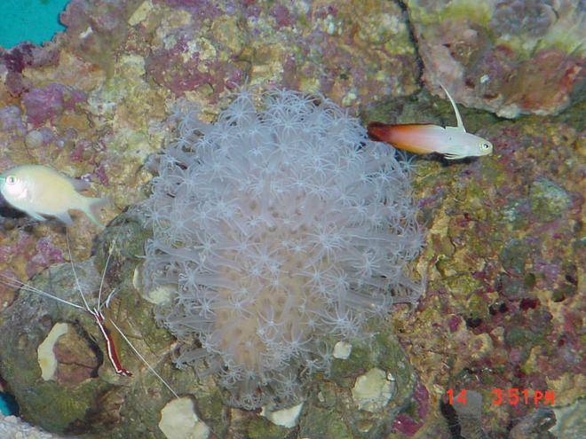 corals inverts - lysmata amboinensis - scarlet skunk cleaner shrimp