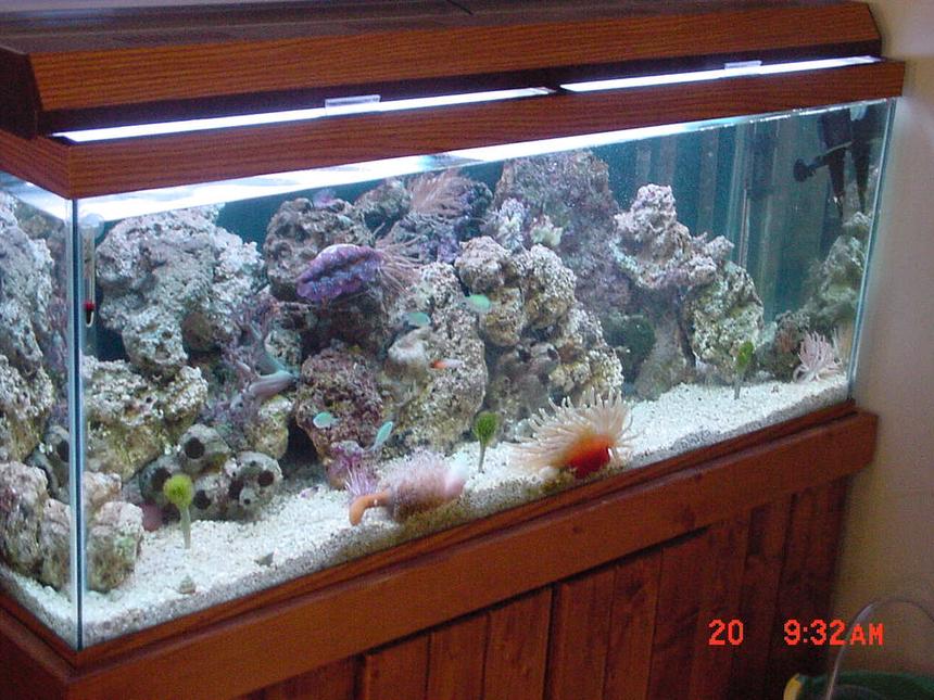 Rated #1052: Reef Tank