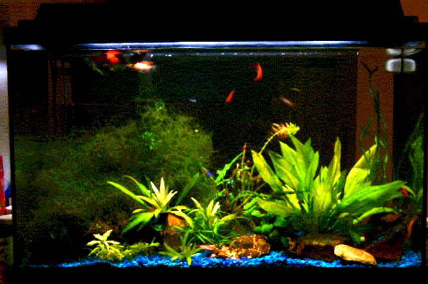 Rated #1524: Planted Tank - This isn't the best picture I took, but the available one at the moment.
My 29G tank is on the kitchen counter and becomes the divider between kitchen and the TV/living area so I have no background. 
It's a bit tricky to 'landscape' them as I should be able to see the beauty from both sides.
Most of the plants (Java moss, java fern, amazon swords) have been there for months. I just added anubias nana, dwarf lily (not really shown in the picture) and also cork screws recently.
I hope you like them. Please rate me (above 5 please ;P, otherwise don't rate me :-))