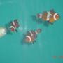saltwater fish - amphiprion percula - true percula clownfish