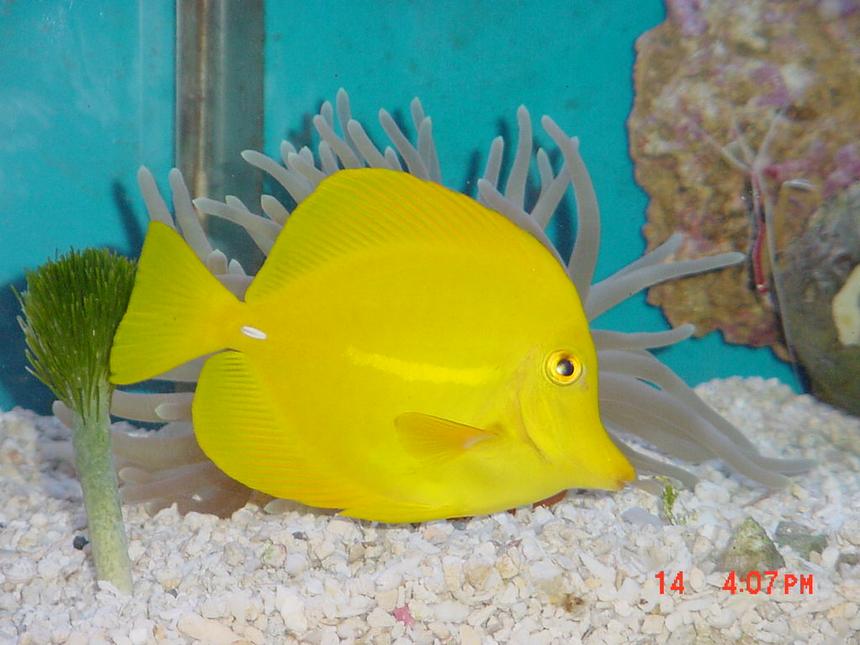 Rated #260: Saltwater Fish - Zebrasoma Flavescens - Yellow Tang - Hawaii