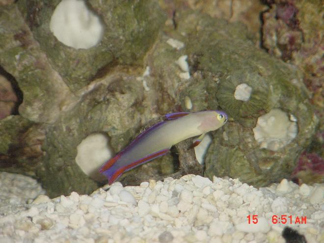 saltwater fish - nemateleotris decora - firefish, purple