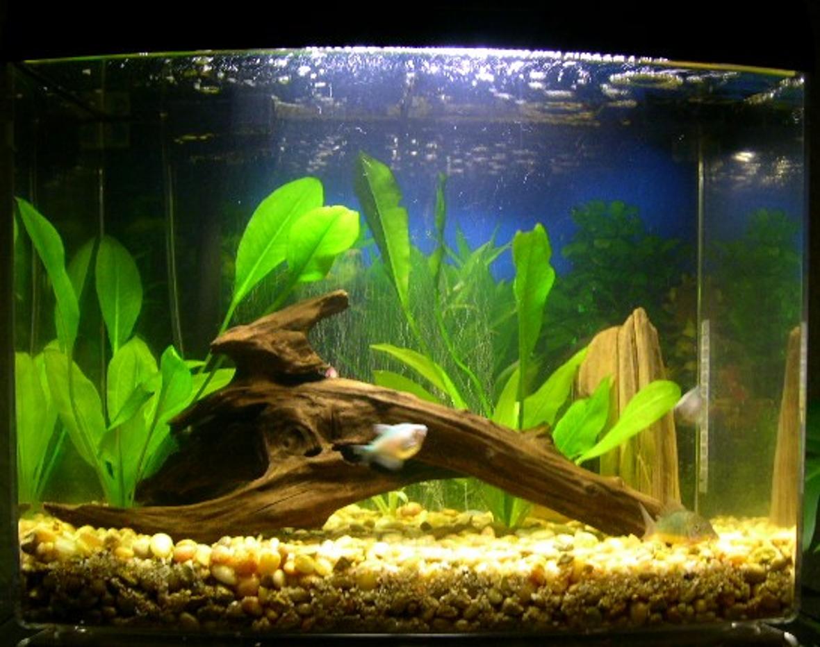 freshwater fish tank (mostly fish and non-living decorations) - My 12 gallon freshwater tank.