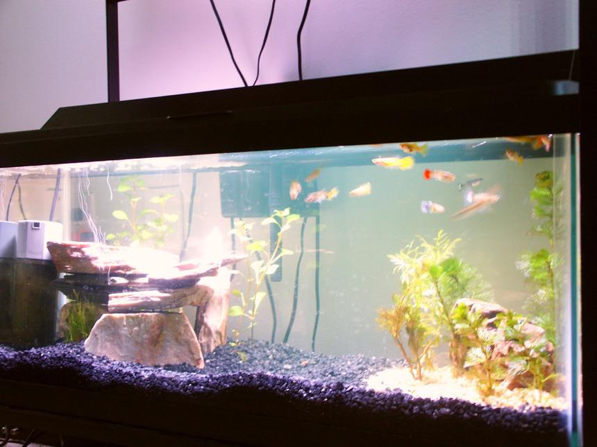 Rated #3659: Freshwater Fish Tank - This is my second tank (but only by about an hour from my first lol :)), it's 20 gallons, and contains about 12 or 13 female guppies (and maybe a few fry i haven't found yet to xfer to nursery tank), please be kind :)