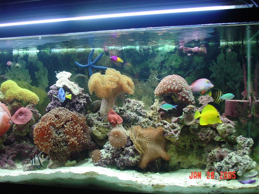Rated #369: Reef Tank
