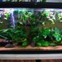 55 gallons freshwater fish tank (mostly fish and non-living decorations)