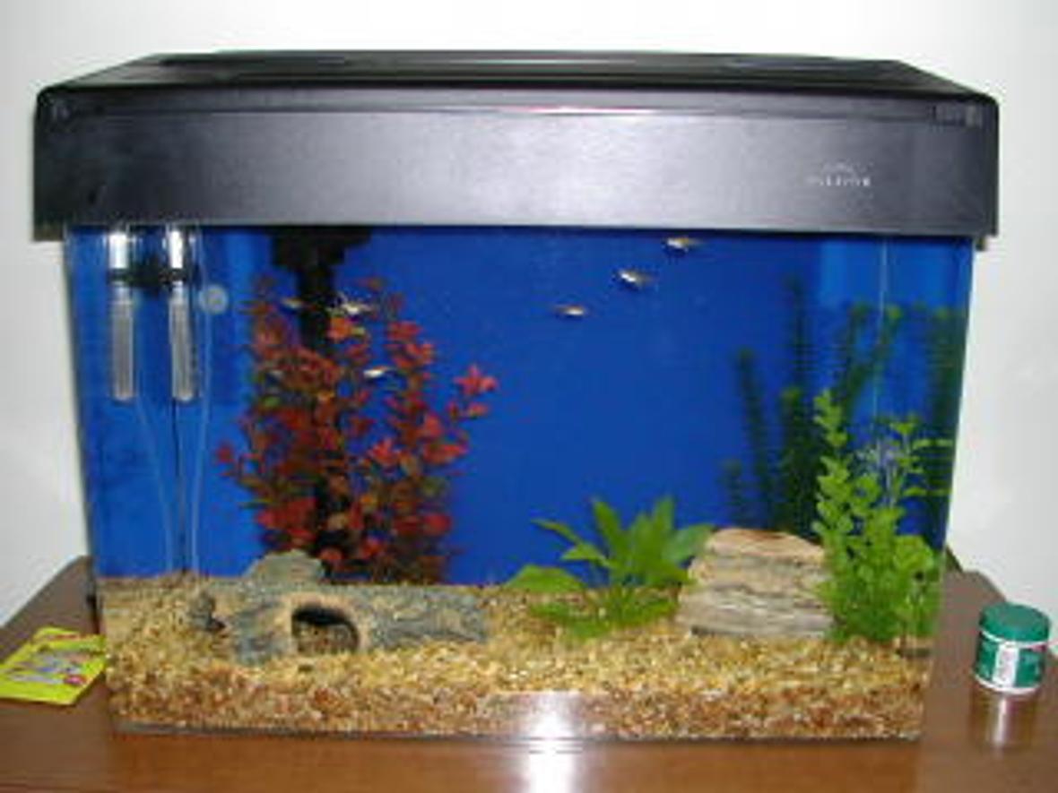 freshwater fish tank (mostly fish and non-living decorations) - sorry small tank biggy being made