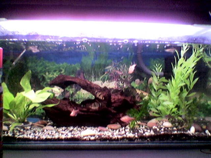Rated #3296: Freshwater Fish Tank