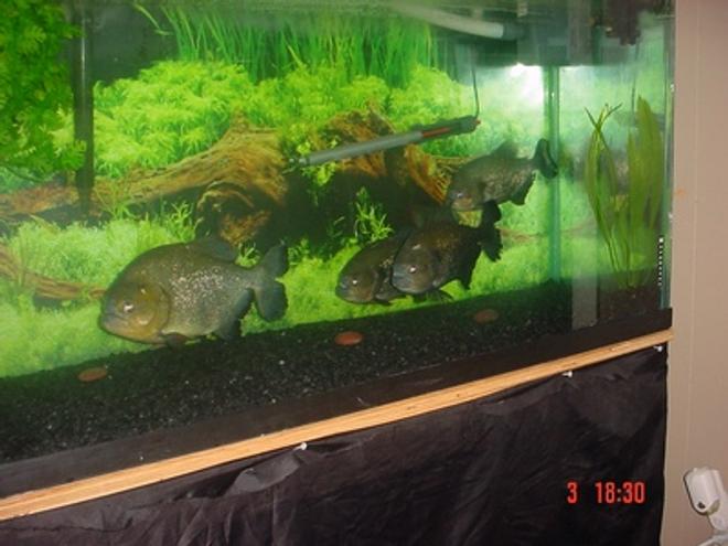 freshwater fish - piaractus brachypomum - red belly pacu - 125 Gallon 4 Caribe ranging from 9.5"TL.-12.5"TL.