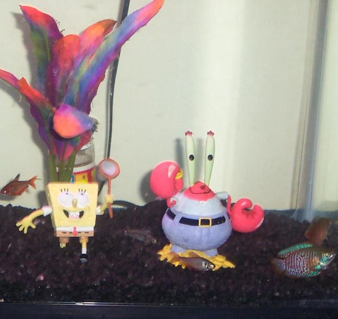 freshwater fish tank (mostly fish and non-living decorations) - my 5 year old sons 10 gallon 2 gourami,2 tetra, 1 big liped pleco,1 glass cat fish,1 frog