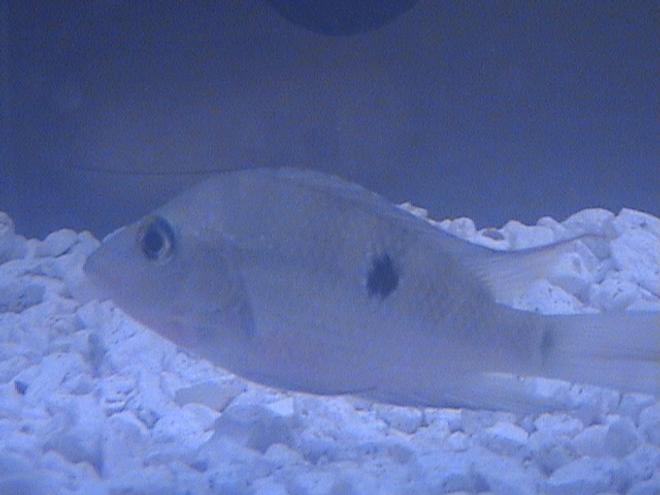 freshwater fish - thorichthys meeki - firemouth cichlid