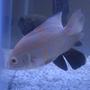 freshwater fish - astronotus ocellatus - albino oscar