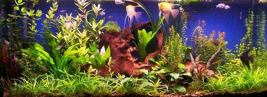 Rated #463: Planted Tank