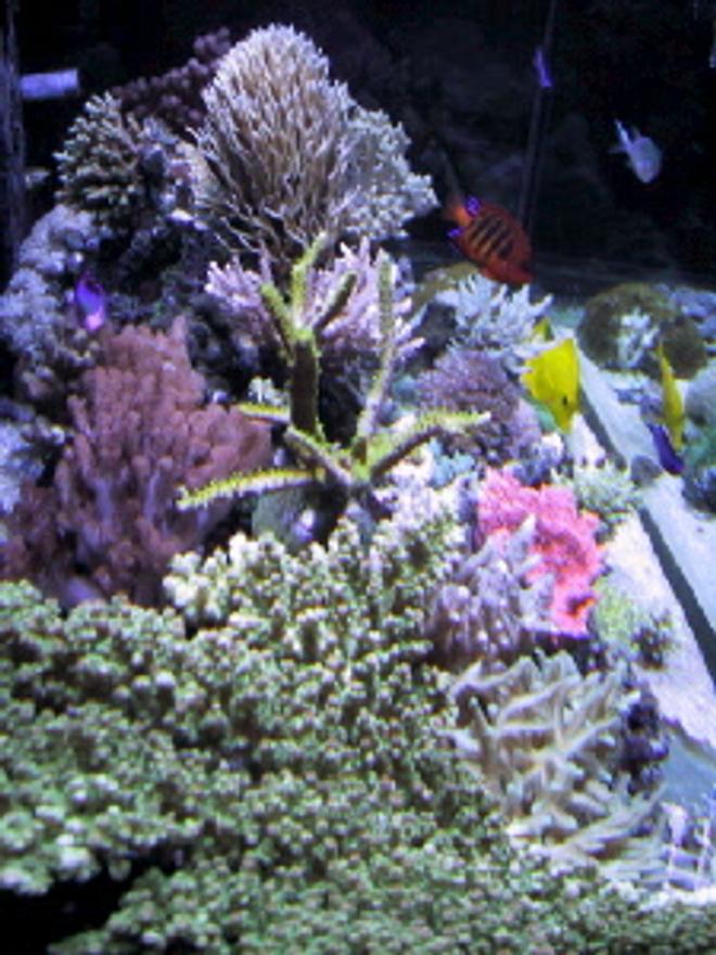reef tank (mostly live coral and fish) - 120 Gallon Reef