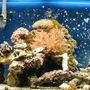 55 gallons reef tank (mostly live coral and fish)