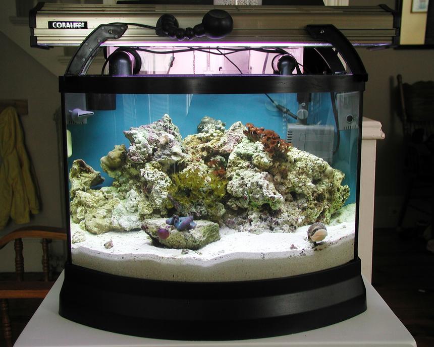 Rated #1142: Reef Tank - Mini Bow Reef Tank