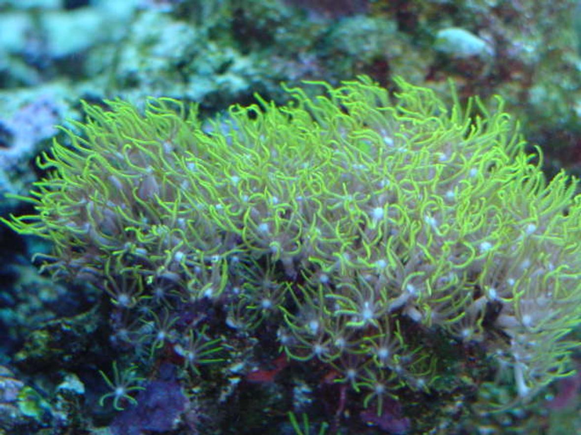 corals inverts - briareum sp. - starburst polyp - Star Polyps