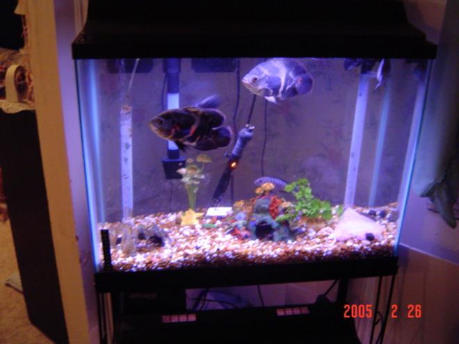 freshwater fish tank (mostly fish and non-living decorations)