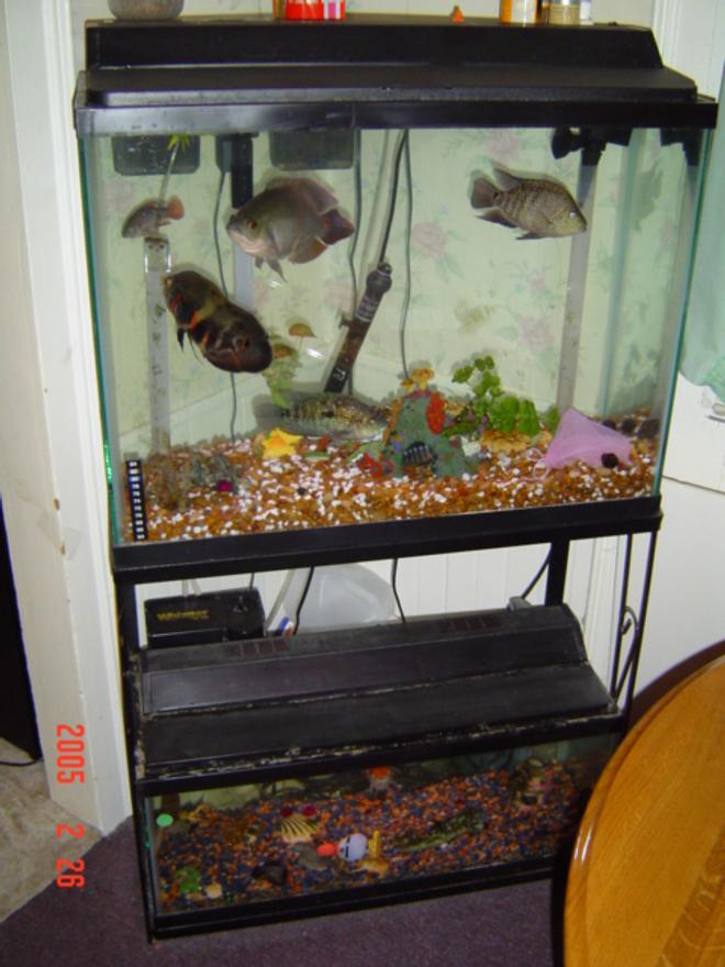 freshwater fish tank (mostly fish and non-living decorations)