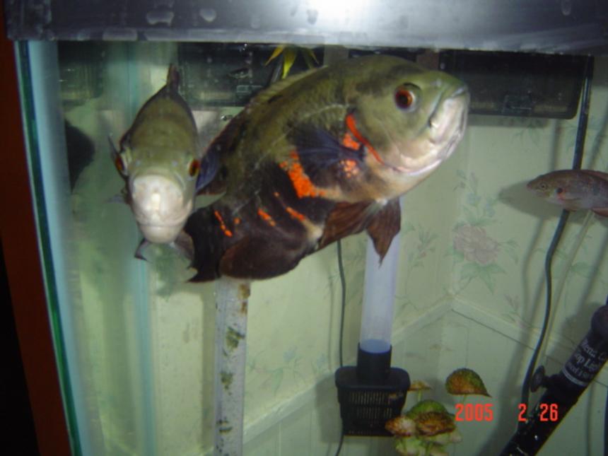 Rated #1909: Freshwater Fish - Astronotus Ocellatus - Tiger Oscar