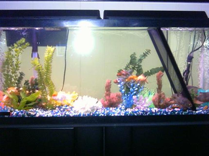 Rated #3874: Freshwater Fish Tank