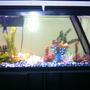 freshwater fish tank (mostly fish and non-living decorations)