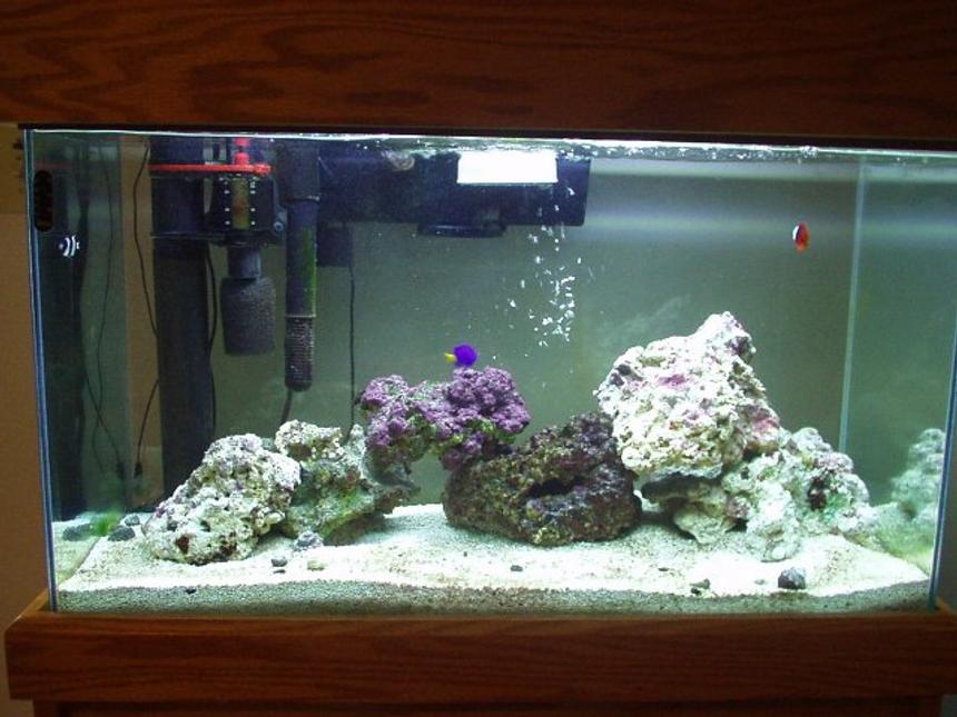 Rated #1293: Reef Tank - 29 Gal Reef ( only two months old )