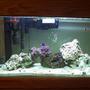 reef tank (mostly live coral and fish) - 29 Gal Reef ( only two months old )