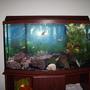 46 gallons freshwater fish tank (mostly fish and non-living decorations)