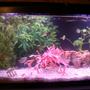 55 gallons freshwater fish tank (mostly fish and non-living decorations) - This is a far away photo of my freshwater 55 gallon tank, if you read my profile you will see the fish i have in it !!! hope you all like it!!!