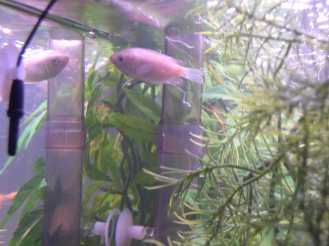 freshwater fish - helostoma temmincki - kissing gourami stocking in 55 gallons tank - This is my Kissing Gourami, his buddy pased away, The puffer attacked him before i moved it to his own 10 gallon tank !!! what a meanie !! 
look how sad he plays with his refelction