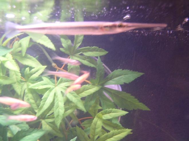 freshwater fish - xenentodon cancila - needle nose gar stocking in 55 gallons tank - Here is one of my 3 needlenose ...