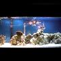 75 gallons saltwater fish tank (mostly fish, little/no live coral)