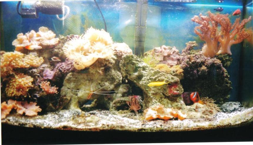 Rated #1021: 75 Gallons Reef Tank - 50 gal. bow front from oceanic.