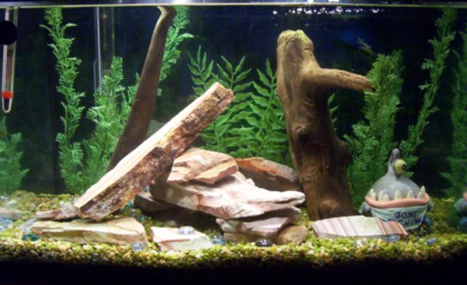 freshwater fish tank (mostly fish and non-living decorations) - 10 gallon brackish 
one 1.5" Figure-8 puffer