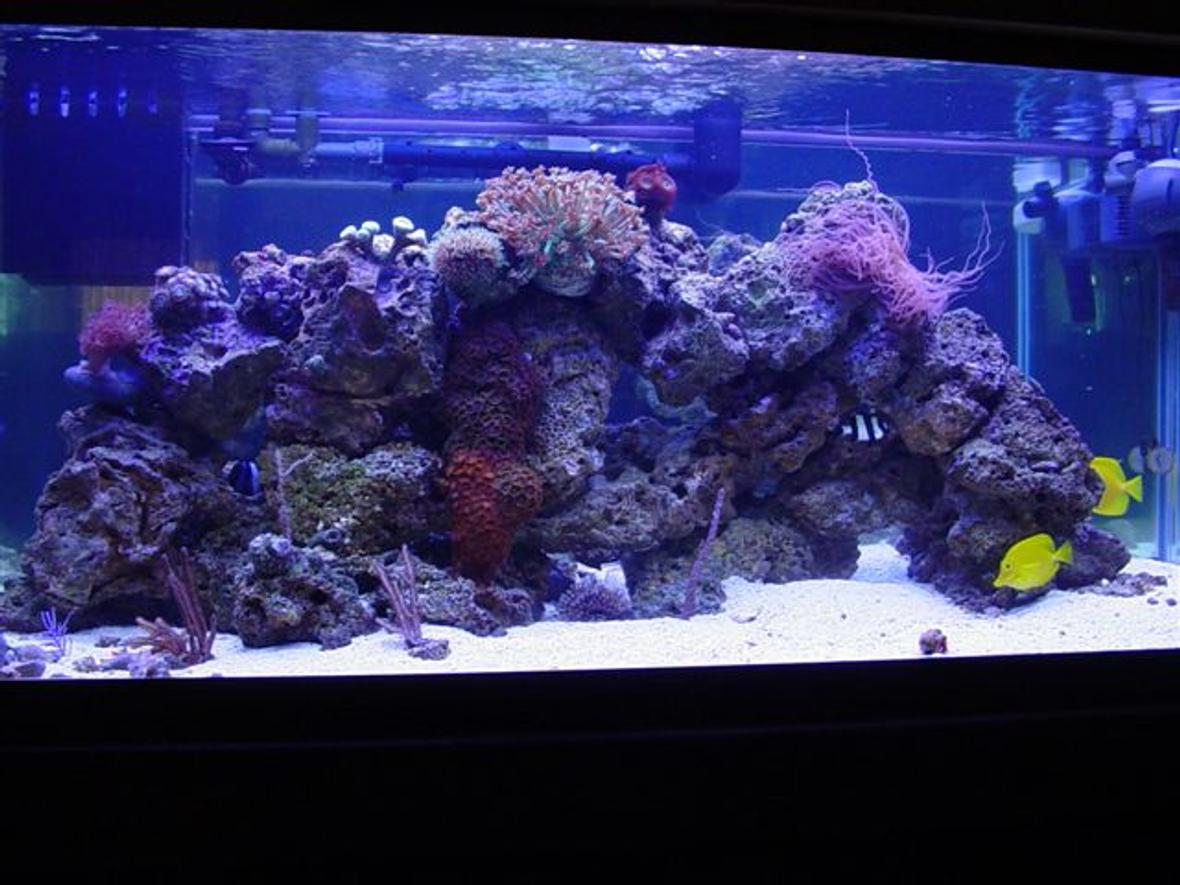 80 gallons reef tank (mostly live coral and fish) - 80 gallon reef and fish, 20 gallon wet/dry filter, CPR refugium, Rena Filstar XP3, Icecap 660 440 watt VHO, multiple circulation pumps. Fish 2 yellow tangs, Blue hippo tang, 3 and 4 stripe damsel, blue damsel,yellow clown goby, diamondback goby, Magenta dottyback, Percula clown, Orange linka Star, and my favortie a 14" Serpant Star "Scary Looking Giant" Corals Candy cane, Pulsing steam Xenia, multiple zoos, Genus Goniopora coral, Star polyps, curley Q, multiple gorgonia and mushrooms.