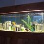 125 gallons freshwater fish tank (mostly fish and non-living decorations) - 125 Gallons, going for a "Lost City of Atlantis" theme.