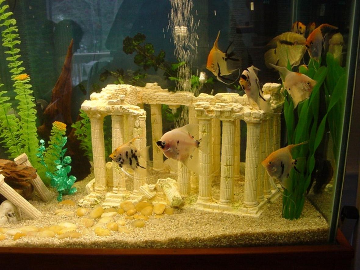 125 gallons freshwater fish tank (mostly fish and non-living decorations) - Some of my Angels, with the Severum in the back.