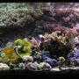 reef tank (mostly live coral and fish) - Full Tank pic (small about a year ago).