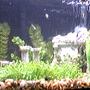 10 gallons freshwater fish tank (mostly fish and non-living decorations) - The Parthenon