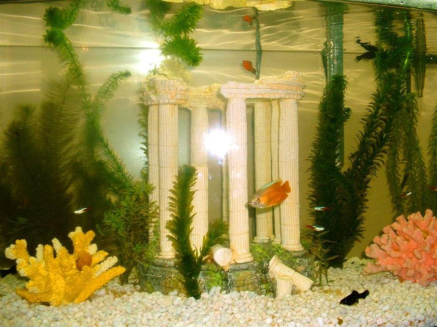 Rated #3769: 47 Gallons Freshwater Fish Tank - Preliminary setup with 7 tetras, 5 Black Molly, 5 Red Molly, 3 RedFire Dwarf Gourami, 4 Spotted Cory Catfish, 2 frogs, and multiplying snails.  Real and fake plant mix. Ruins and colorful corals.