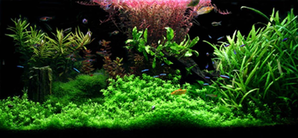 planted tank (mostly live plants and fish)