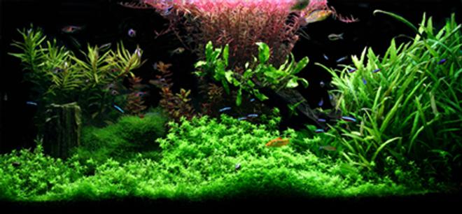 planted tank (mostly live plants and fish)