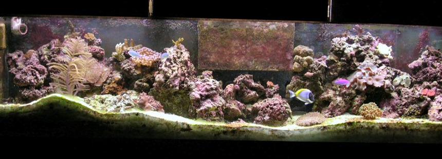 Rated #1196: Reef Tank